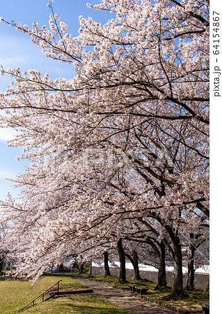 沓掛城址 桜 沓掛城址 桜 64154867