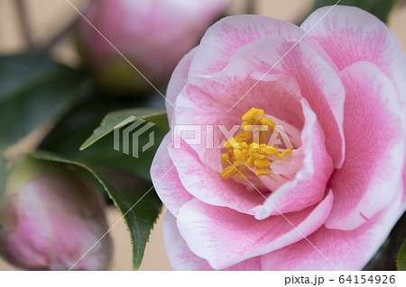 椿　つばき 64154926