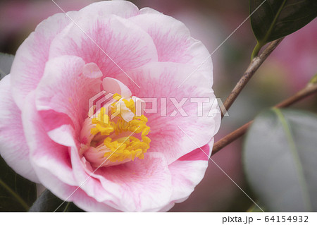 椿　つばき 64154932