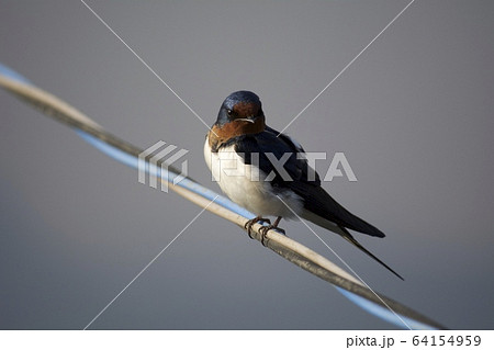 ツバメ 64154959