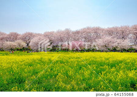 満開の幸手権現堂桜堤【埼玉県】 64155068