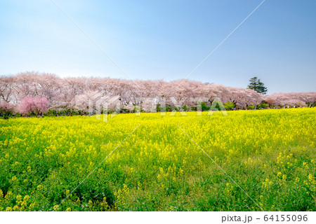満開の幸手権現堂桜堤【埼玉県】 満開の幸手権現堂桜堤【埼玉県】 64155096