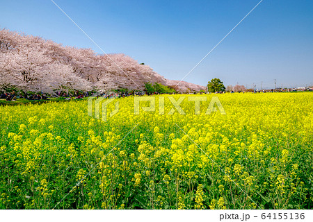 満開の幸手権現堂桜堤【埼玉県】 満開の幸手権現堂桜堤【埼玉県】 64155136