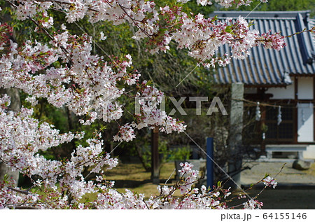 成合天満宮桜 成合天満宮桜 64155146