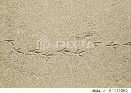 砂浜の鳥の足跡 64155260
