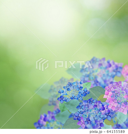 背景 紫陽花 梅雨のイラスト素材