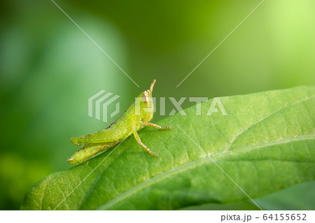 Grasshopper on green leaf in organic farm. Closeup and copy space. Integrity of natural environment. Grasshopper on green leaf in organic farm. Closeup and copy space. Integrity of natural environment. 64155652