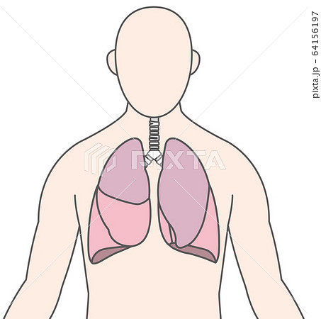 人物 肺 イラストのイラスト素材