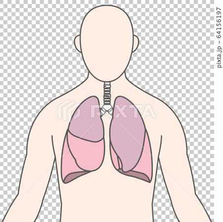 人物 肺 イラストのイラスト素材