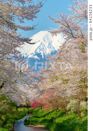 富士山  (4月　忍野八海　桜) 64156233