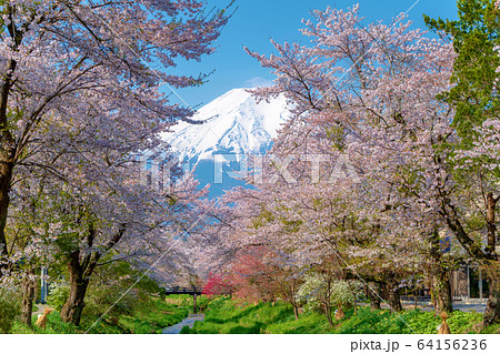 富士山 (4月 忍野八海 桜) 富士山 (4月 忍野八海 桜) 64156236