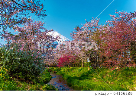 富士山 (4月 忍野八海 桜) 富士山 (4月 忍野八海 桜) 64156239