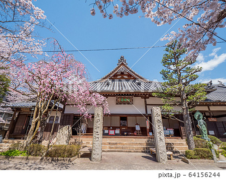 桜が満開の有馬温泉 桜が満開の有馬温泉 64156244