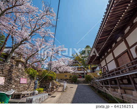桜が満開の有馬温泉 善福寺 桜が満開の有馬温泉 善福寺 64156251