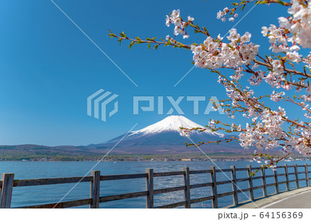 富士山 (4月 山中湖 桜) 富士山 (4月 山中湖 桜) 64156369
