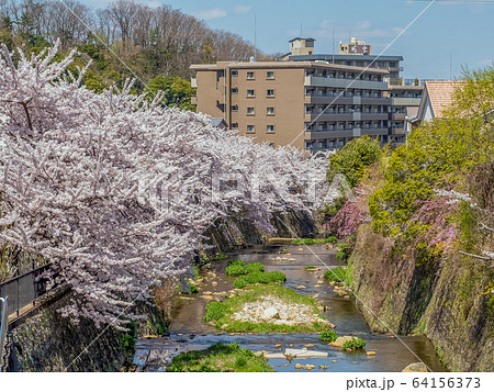 桜が満開の有馬温泉 64156373