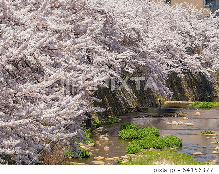 桜が満開の有馬温泉の写真素材