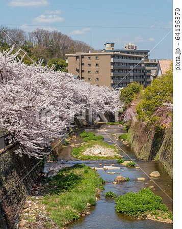 桜が満開の有馬温泉 桜が満開の有馬温泉 64156379
