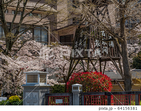 桜が満開の有馬温泉 64156381