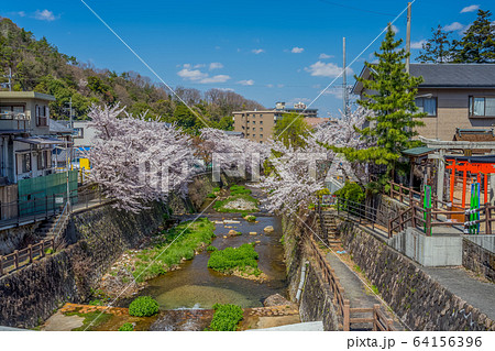 桜が満開の有馬温泉 桜が満開の有馬温泉 64156396