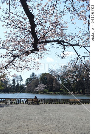 春の公園で過ごすお年寄り (東京 杉並 善福寺公園) 春の公園で過ごすお年寄り (東京 杉並 善福寺公園) 64156733