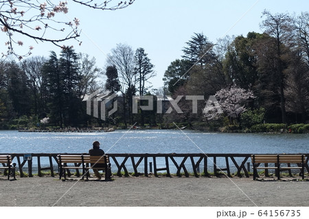 春の公園で過ごすお年寄り (東京 杉並 善福寺公園) 春の公園で過ごすお年寄り (東京 杉並 善福寺公園) 64156735