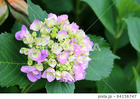 ホンアジサイ(本紫陽花)咲き始め ホンアジサイ(本紫陽花)咲き始め 64156747