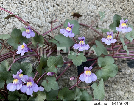紫色の小花/Little violet flowers 64156892