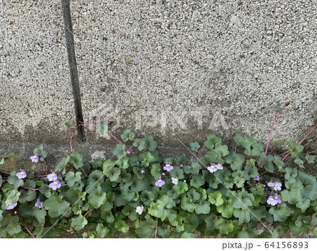 紫色の小花/Little violet flowers 64156893