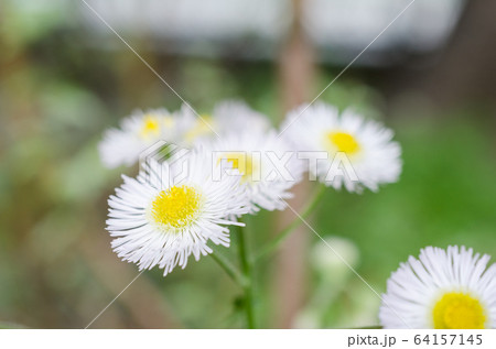 ハルジオンの花_クローズアップ 64157145