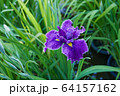 ハナショウブ　紫 64157162