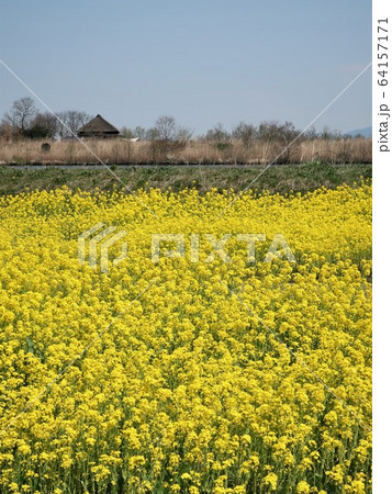 新潟県　福島潟　菜の花咲く風景 64157171