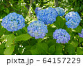 アジサイ　ブルー 64157229