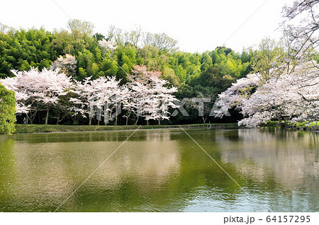 内山永久寺跡のサクラ 内山永久寺跡のサクラ 64157295