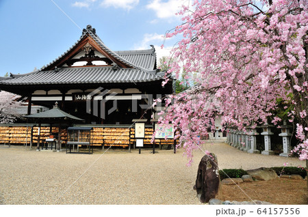 安倍文殊院　本堂の桜 64157556