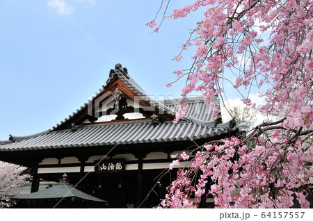 安倍文殊院　本堂の桜 64157557