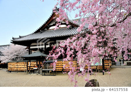 安倍文殊院 本堂の桜 安倍文殊院 本堂の桜 64157558