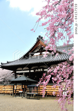 安倍文殊院 本堂の桜 安倍文殊院 本堂の桜 64157559