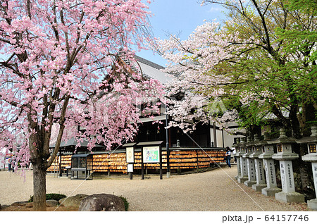 安倍文殊院 本堂の桜 安倍文殊院 本堂の桜 64157746
