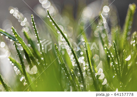 Fresh grass with dew drops close up Fresh grass with dew drops close up 64157778