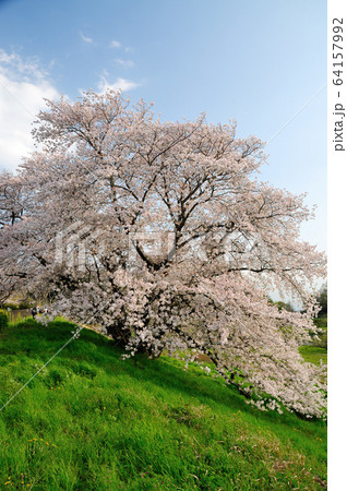 幾坂池の大桜 幾坂池の大桜 64157992