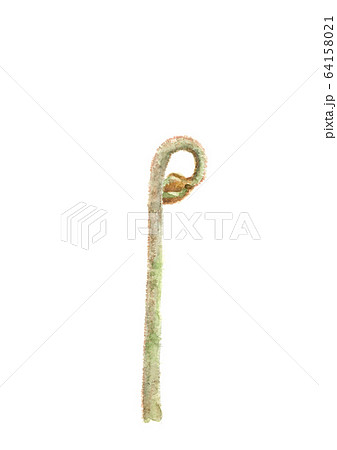 水彩 わらび  蕨 ワラビ  山菜  64158021