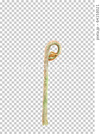 水彩 わらび  蕨 ワラビ  山菜  64158021