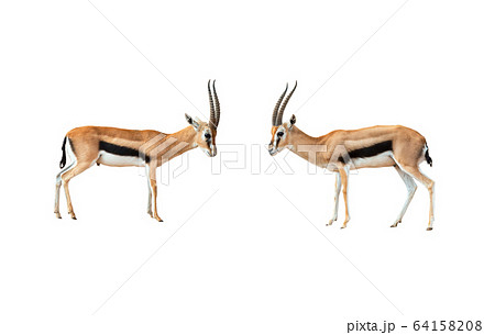 two small Impala fighting for territory 64158208