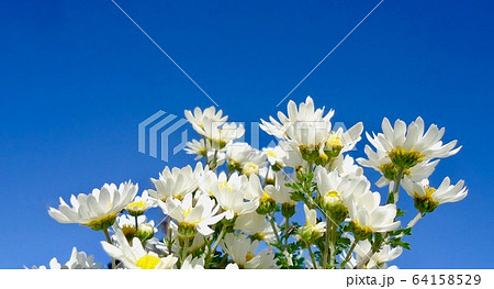 小菊 小菊 64158529