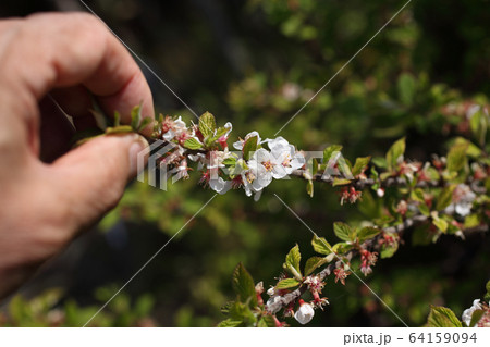 ユスラウメの花 ユスラウメの花 64159094