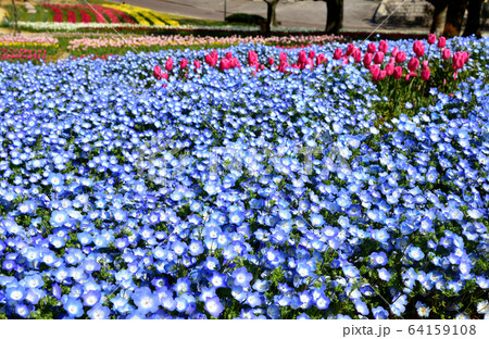 吹田市 万博記念公園 ネモフィラ畑の写真素材 [64159108] - PIXTA
