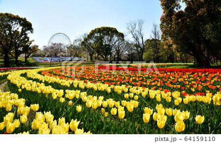 吹田市　万博記念公園　チューリップ 64159110