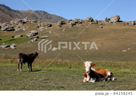 新疆ウィグル自治区北部で放牧される牛。2019/8/28 64159245