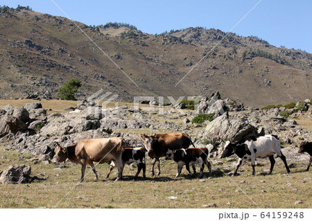新疆ウィグル自治区北部で放牧される牛。2019/8/28 64159248